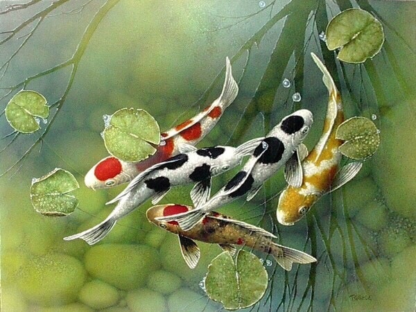 早安一日之际在于晨晨起赏"好运鱼","风水鱼"祝大家吉祥好运