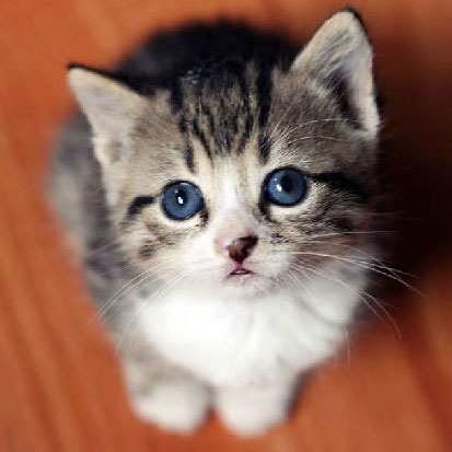 谁能抵挡得住这些喵星人天生可爱呆萌的眼睛
