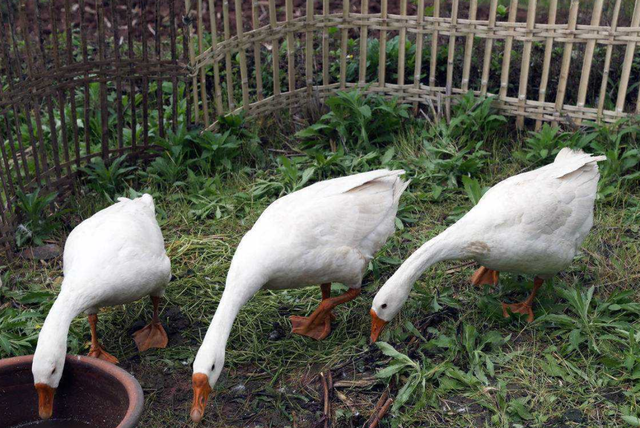 鹅对蛇来说,是一种不治之症