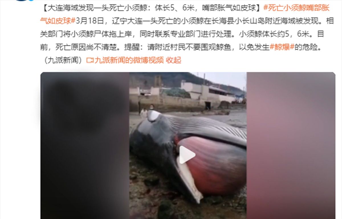 鲸尸突现大连,没事别围观,相比较浪漫的鲸落,鲸爆到底有多恐怖|鲸鱼