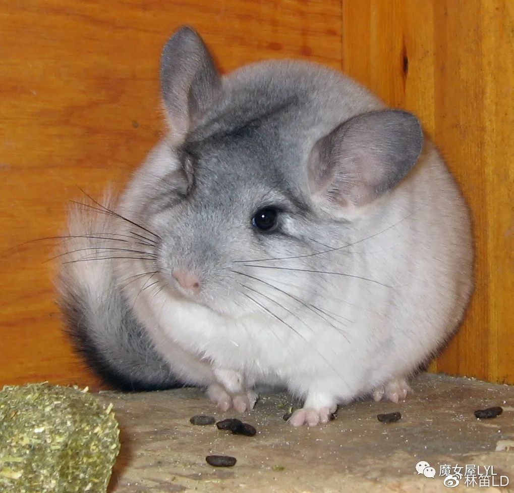 萌物龙猫毛丝鼠属里的两种小可爱