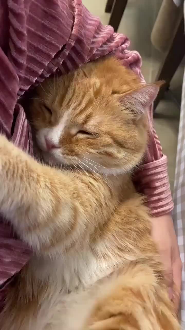 猫咪在铲屎官的怀里睡觉撒娇可爱得像个小朋友