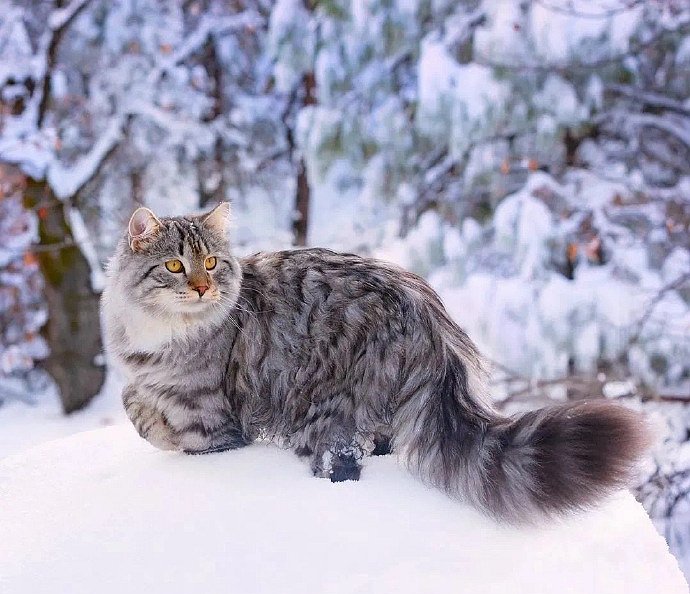 这就是西方要制裁的俄罗斯猫啊