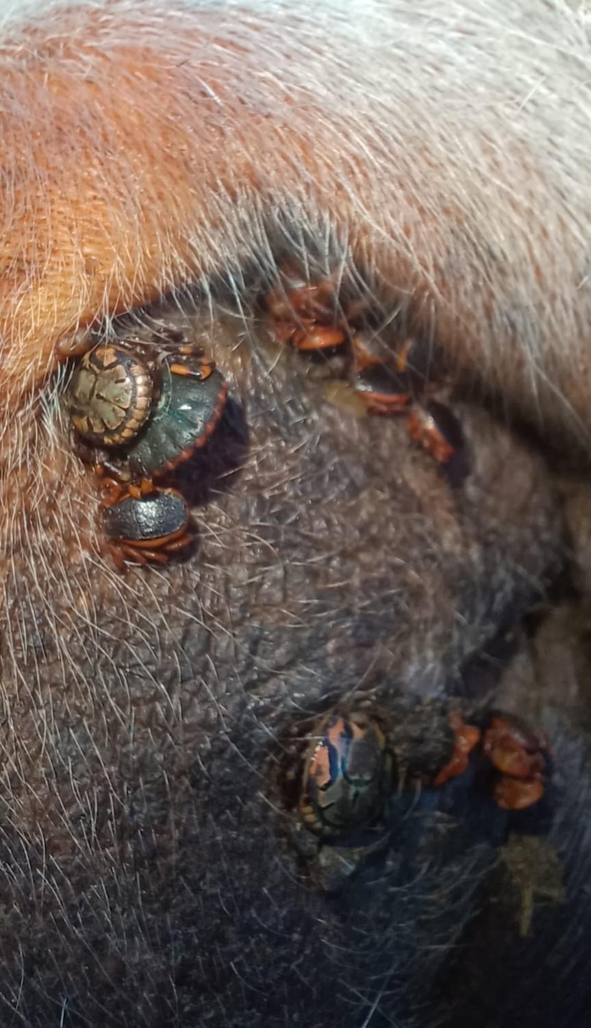 南非蜱虫amblyomma hebraeum