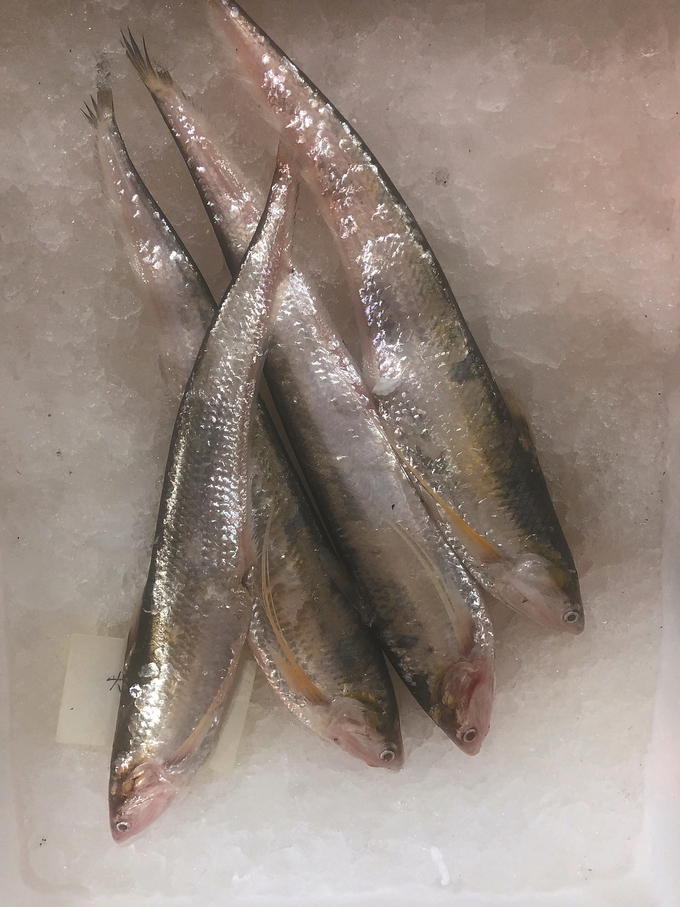 禁售"江刀"未见,"海刀"来历清楚|水产|禁售|江阴_新浪新闻