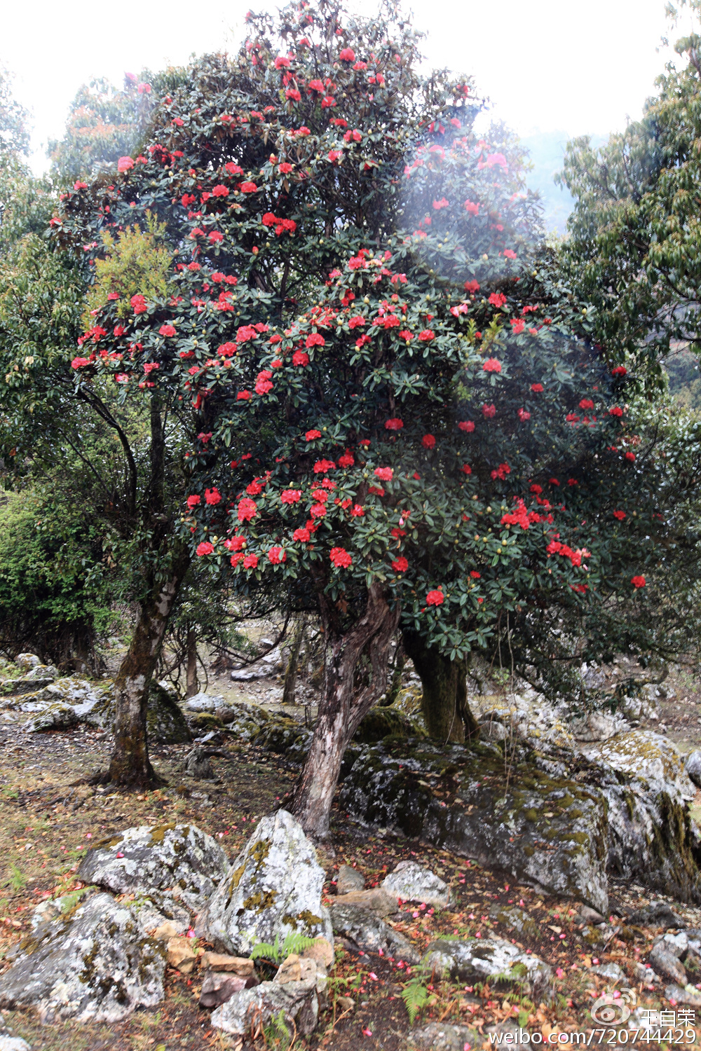 永德大雪山的马缨花与石头|永德大雪山|马缨花|花儿_新浪新闻