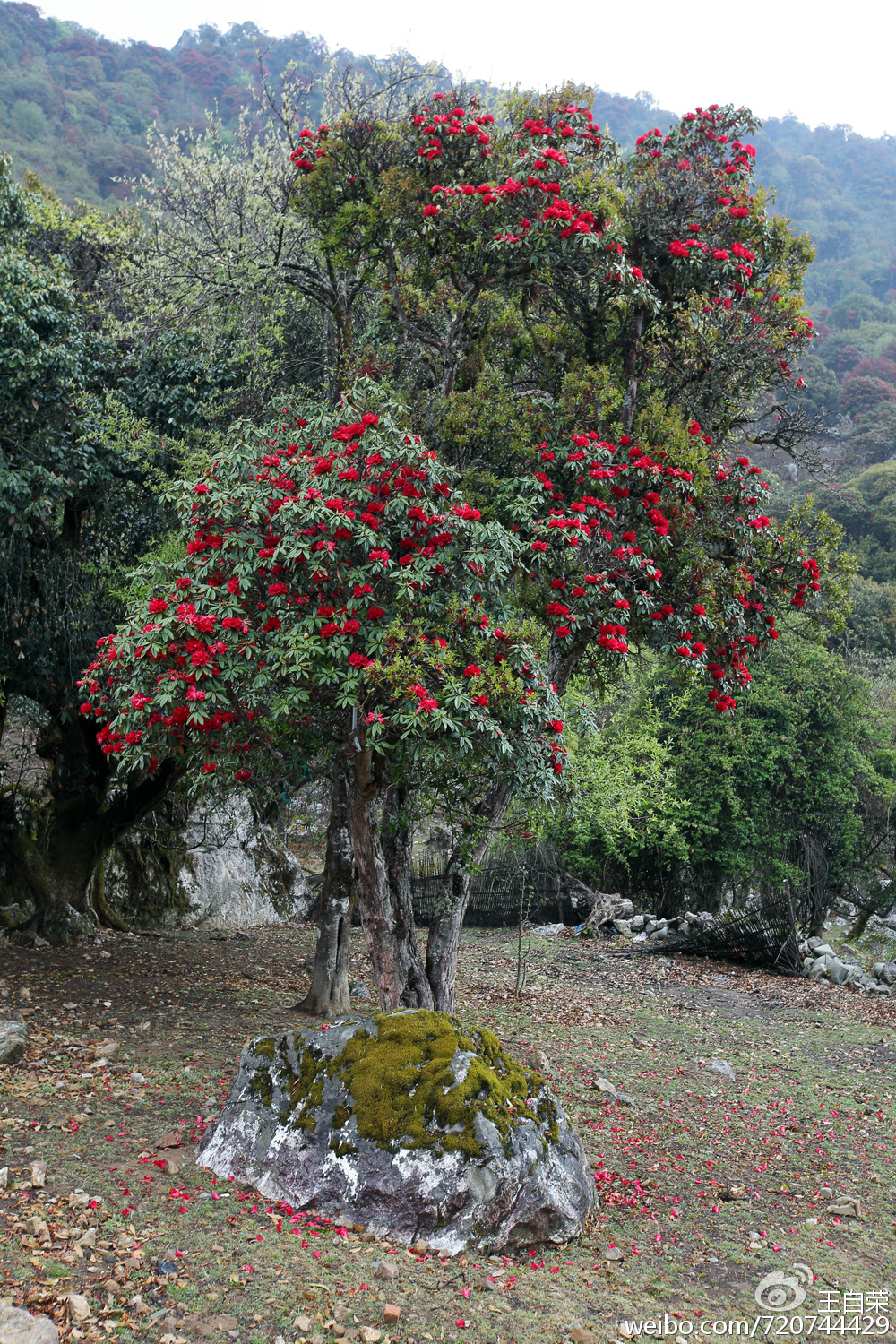 永德大雪山的马缨花与石头