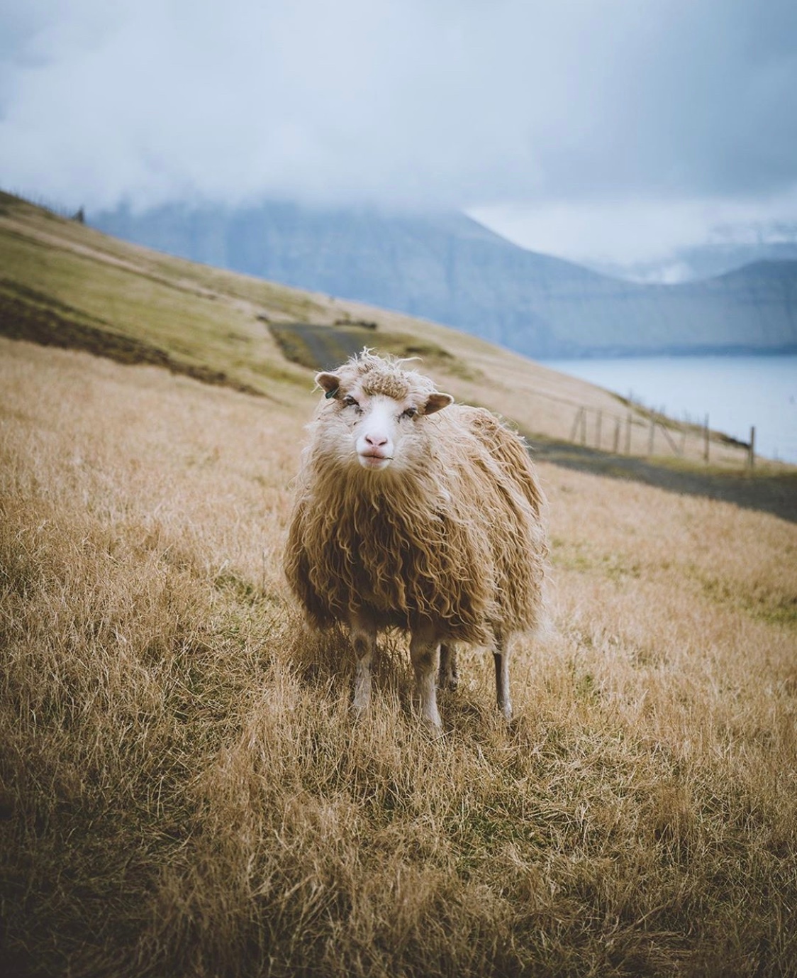 丹麦法罗群岛(faroe islands)的羊