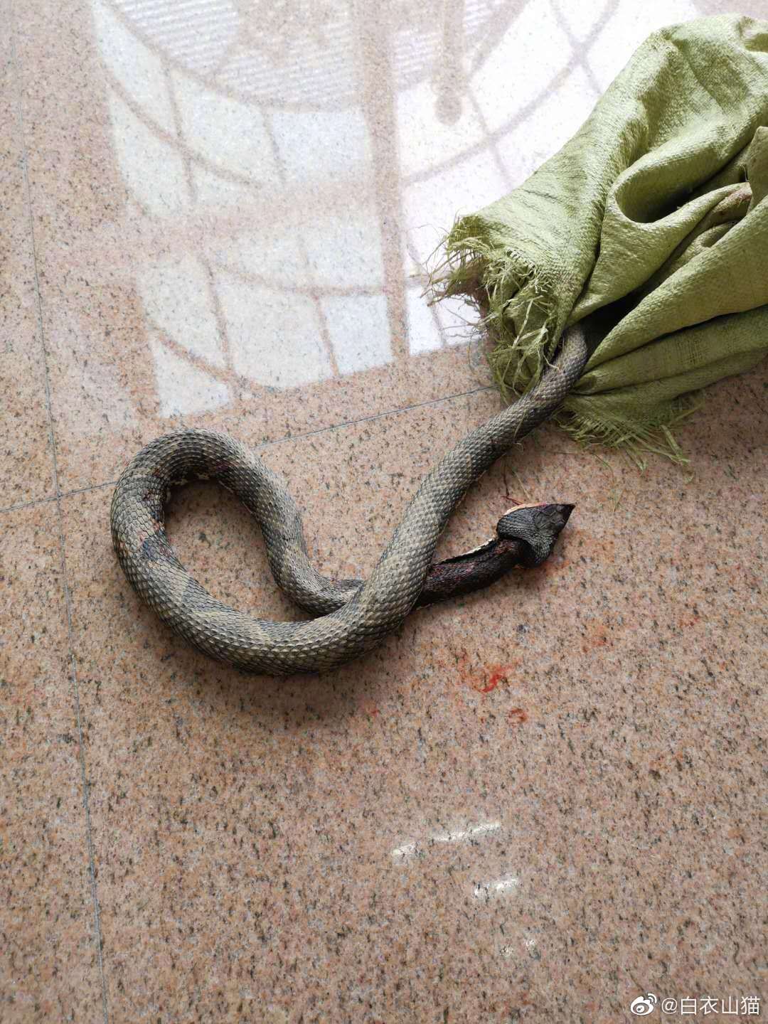 上周五,他上山干活时,被五步蛇咬伤.他把蛇打死后,来医院就诊