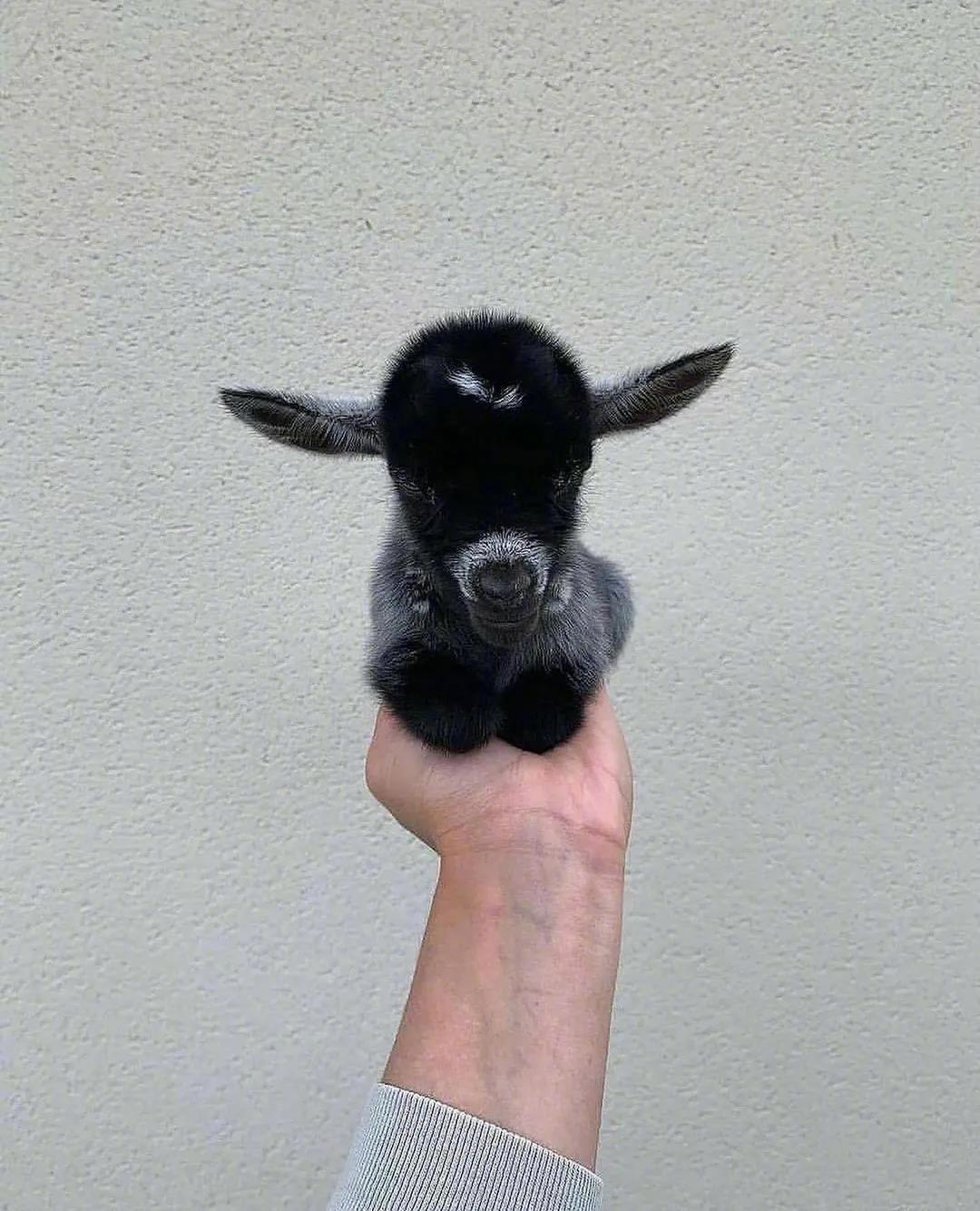 刚出生不久的小黑羊,一只手可以捉住它,哈哈哈太可爱了_高清图集_新浪