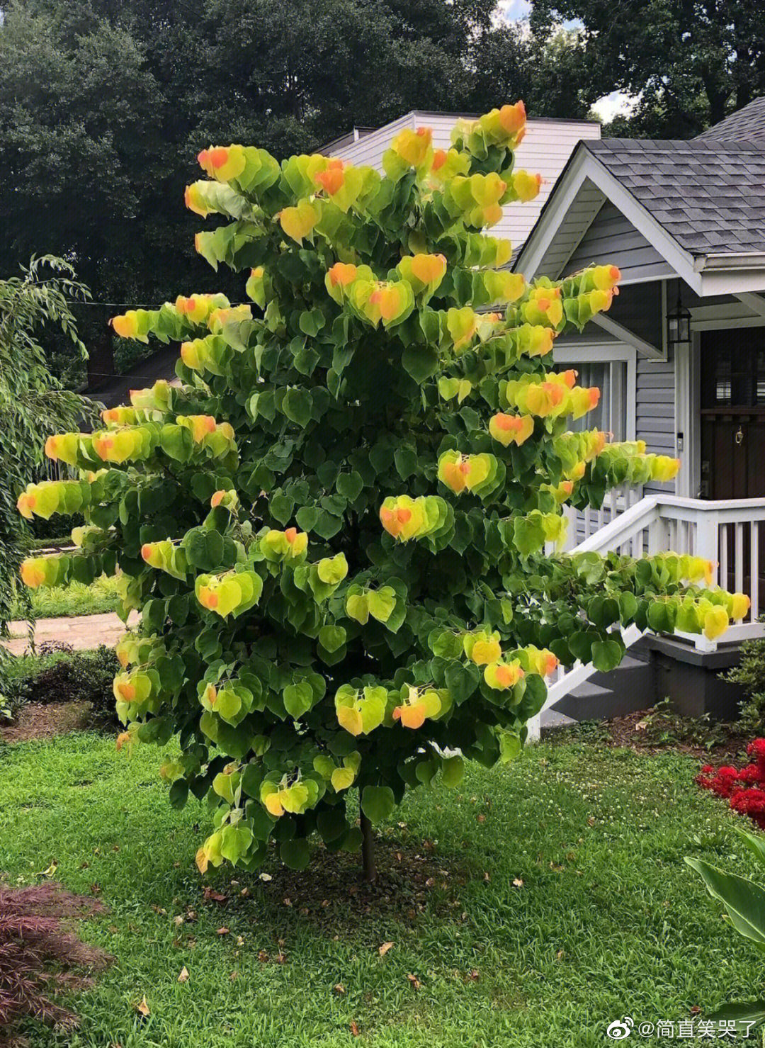 自带特效的加拿大紫荆看了有点晕