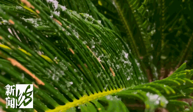 这回争气了!上海昨晚的雪绝对肉眼可见…部分地区还不小!这一幕幕太浪漫了休闲区蓝鸢梦想 - Www.slyday.coM 这回争气了!上海昨晚的雪绝对肉眼可见…部分地区还不小!这一幕幕太浪漫了休闲区蓝鸢梦想 - Www.slyday.coM