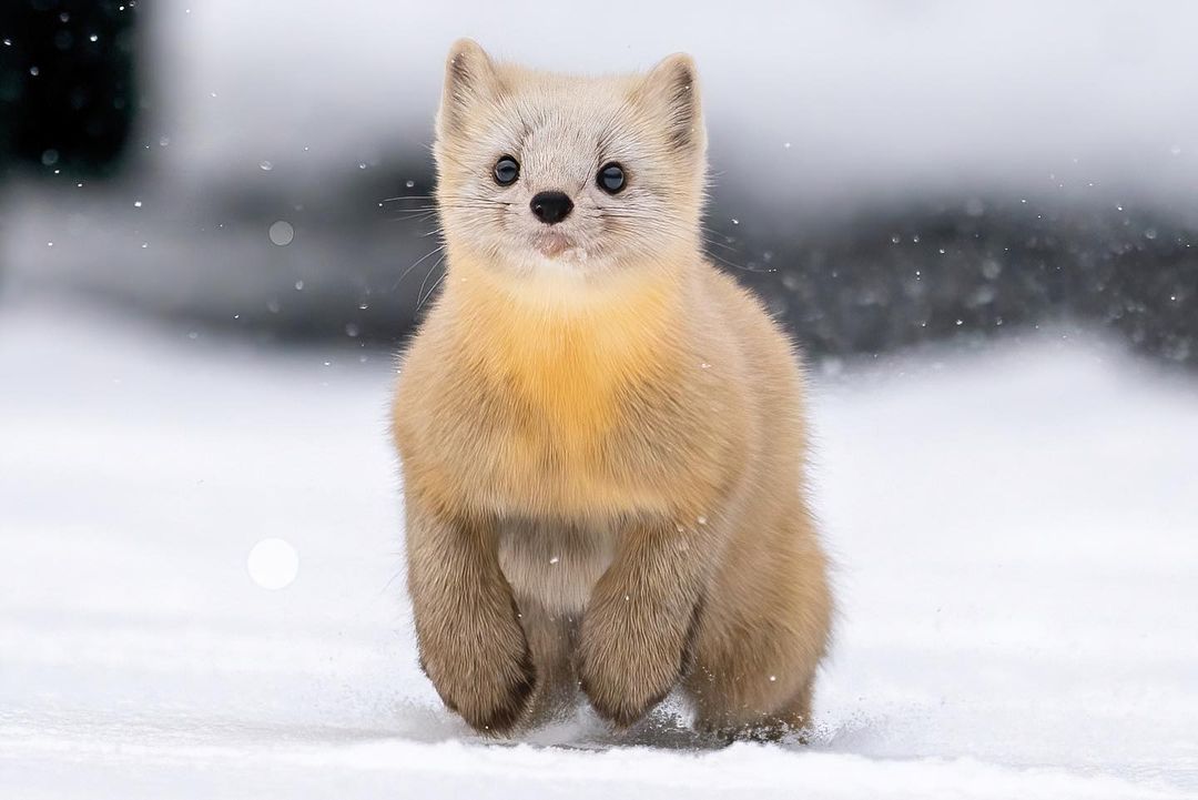 在雪中奔跑的貂貂,吸一口可爱小精灵 67~太可爱啦(07ε )79