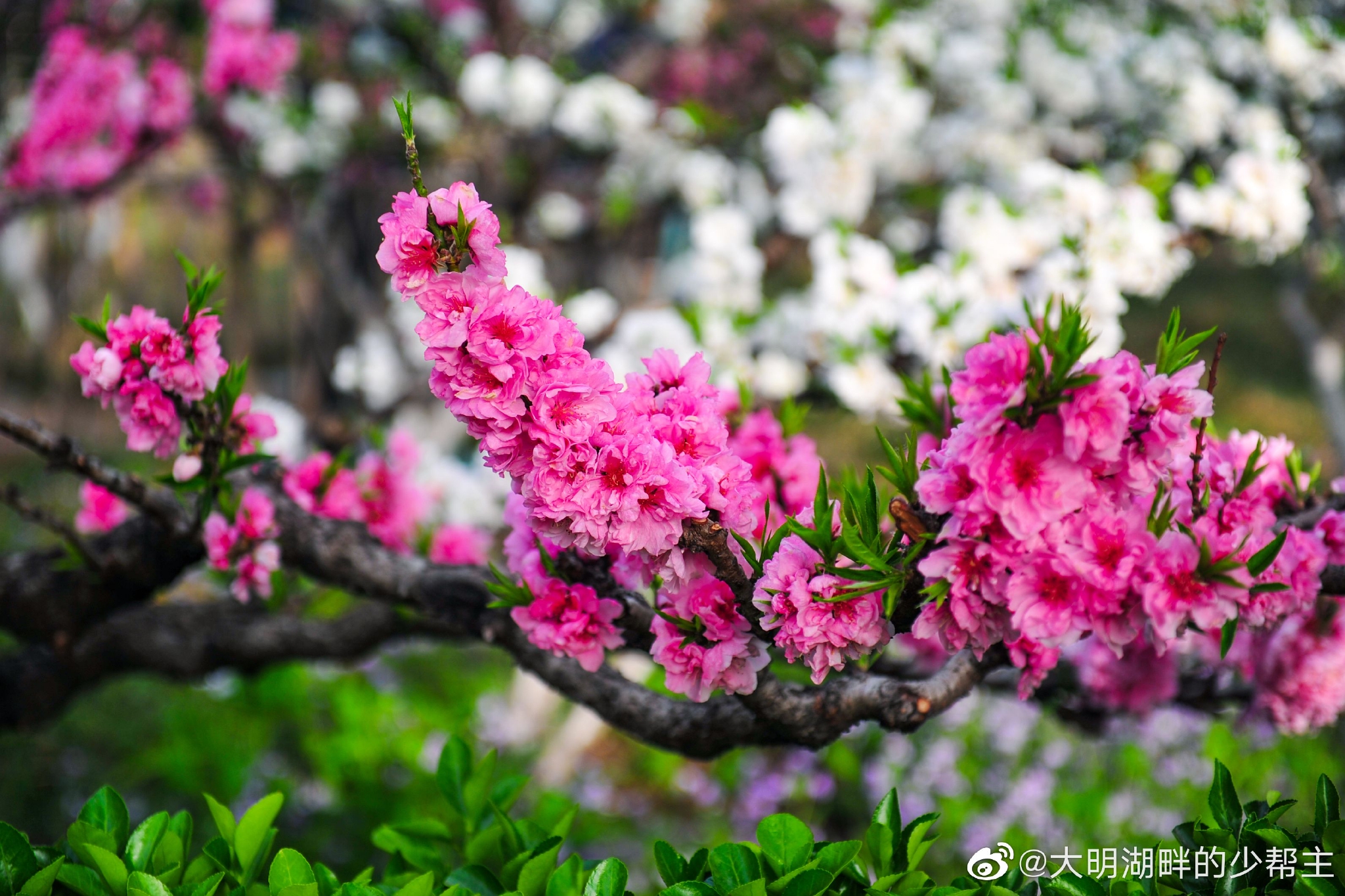 不止有“玉兰大道”,百花公园的碧桃规模在济南也是首屈一指……__财经头条