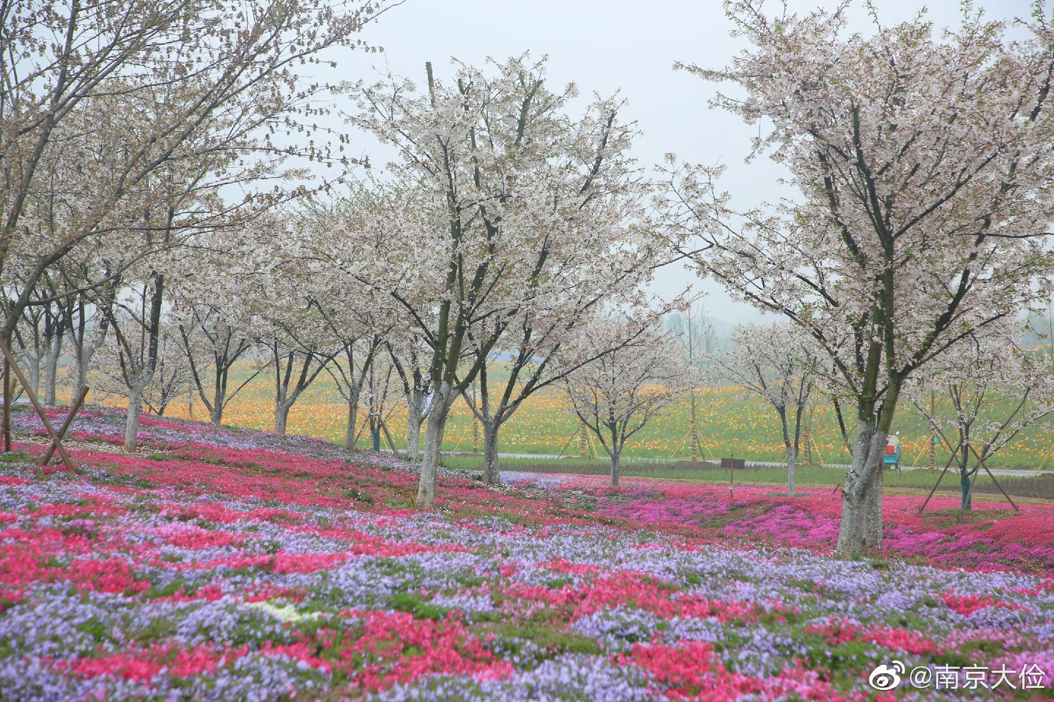 春天里,百花香,伏热花海打造四季花景,此刻樱花婆娑,芝樱烂漫