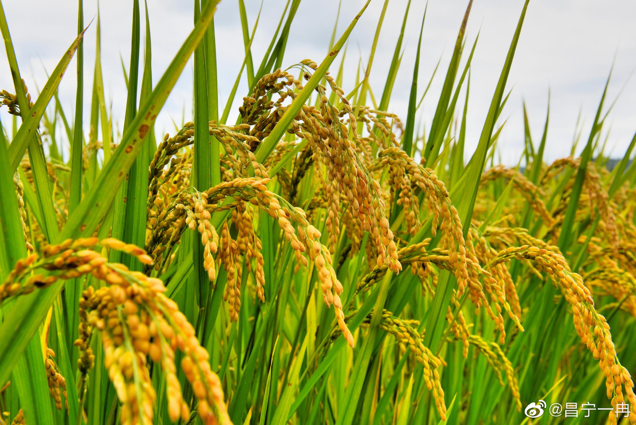 美丽昌宁·低头稻穗才饱满_高清图集_新浪网