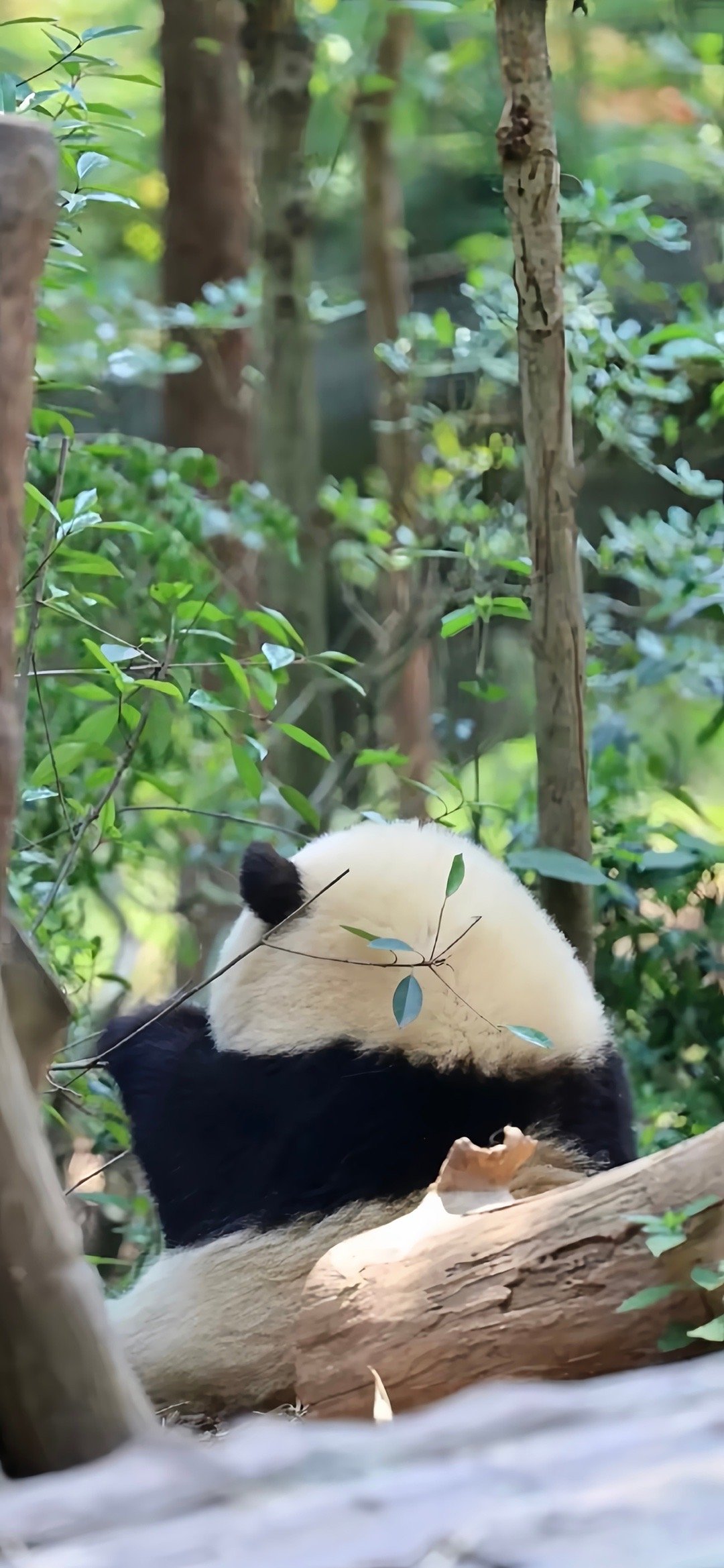 熊猫界顶流明星 花花