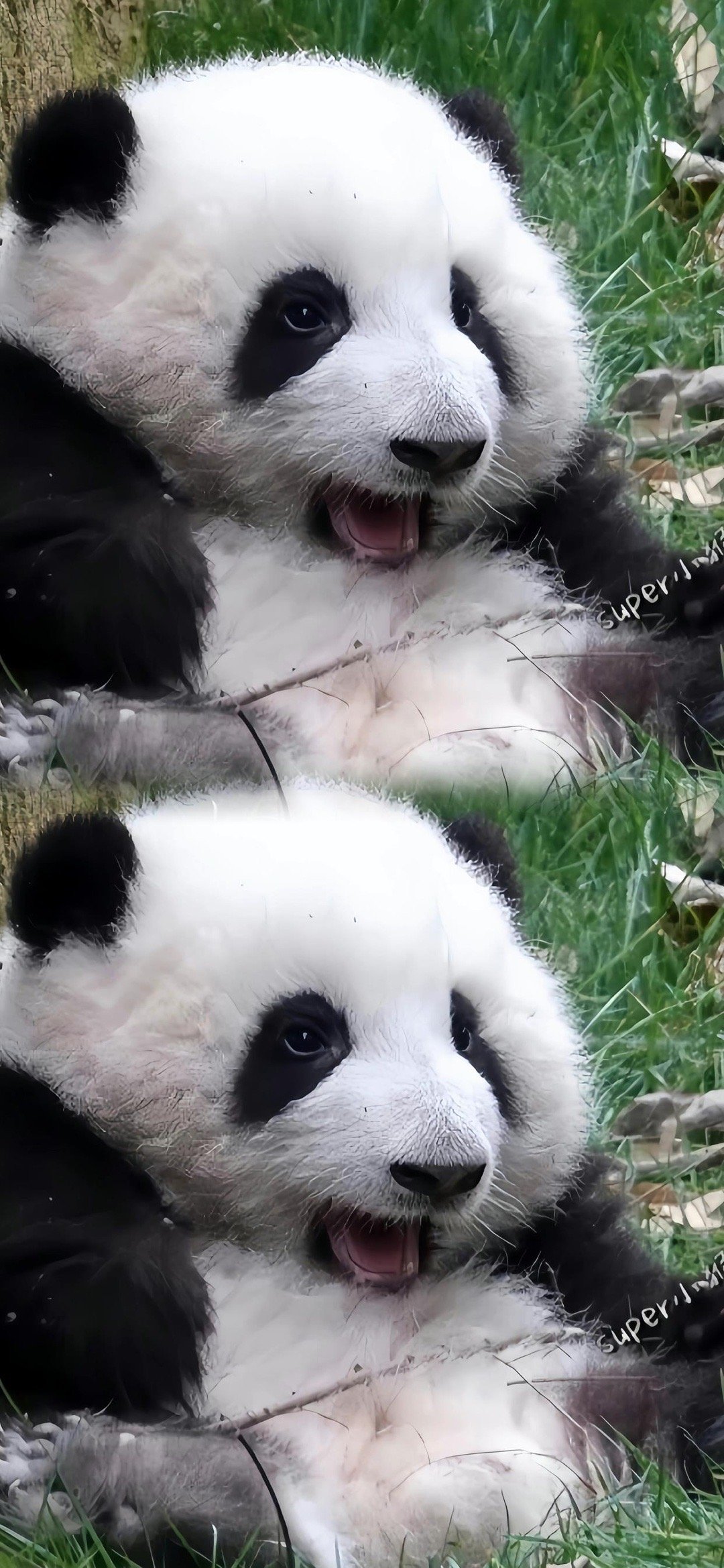 熊猫界顶流明星 花花