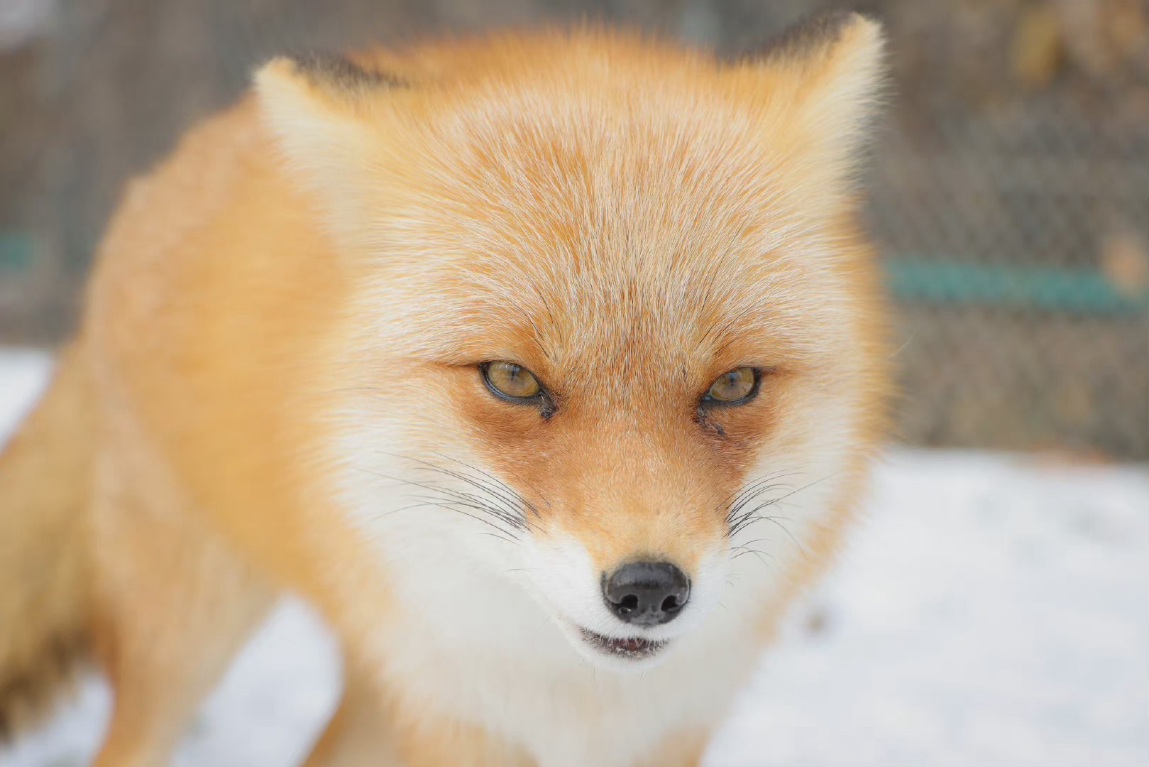 雪中的高颜值小狐狸太美了