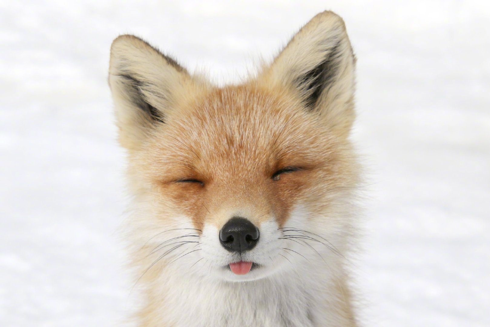 雪中的高颜值小狐狸太美了