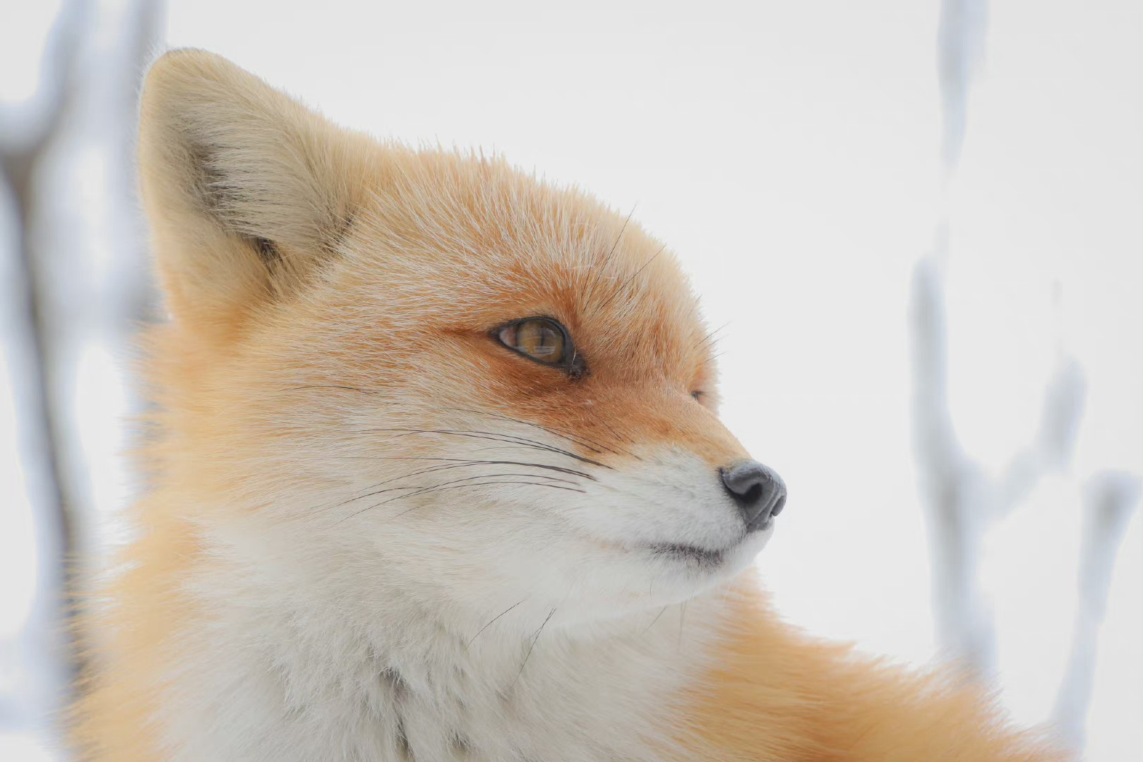 雪中的高颜值小狐狸太美了