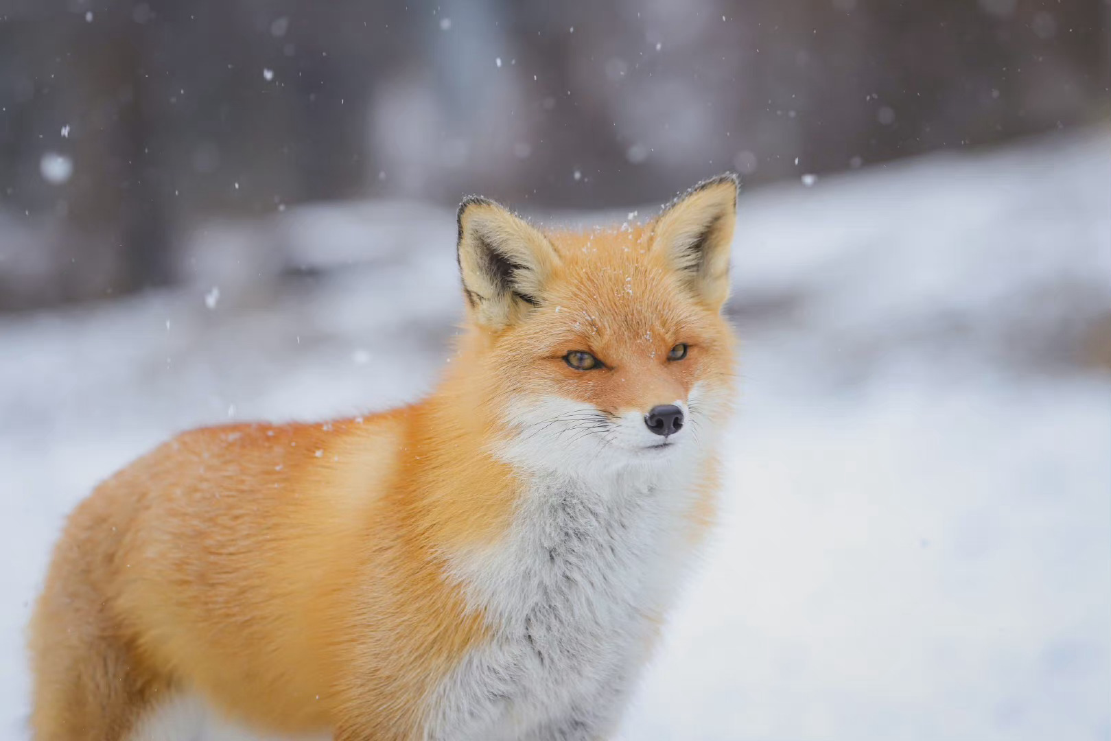 雪中的小狐狸太美了