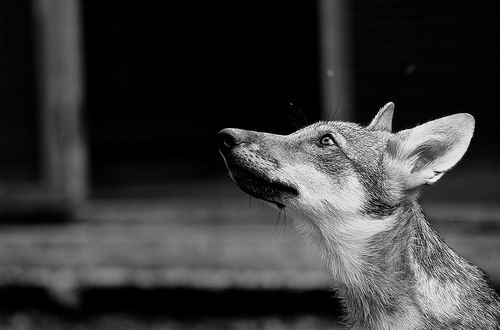 狼能像狗一样“黏人”吗休闲区蓝鸢梦想 - Www.slyday.coM 狼能像狗一样“黏人”吗休闲区蓝鸢梦想 - Www.slyday.coM