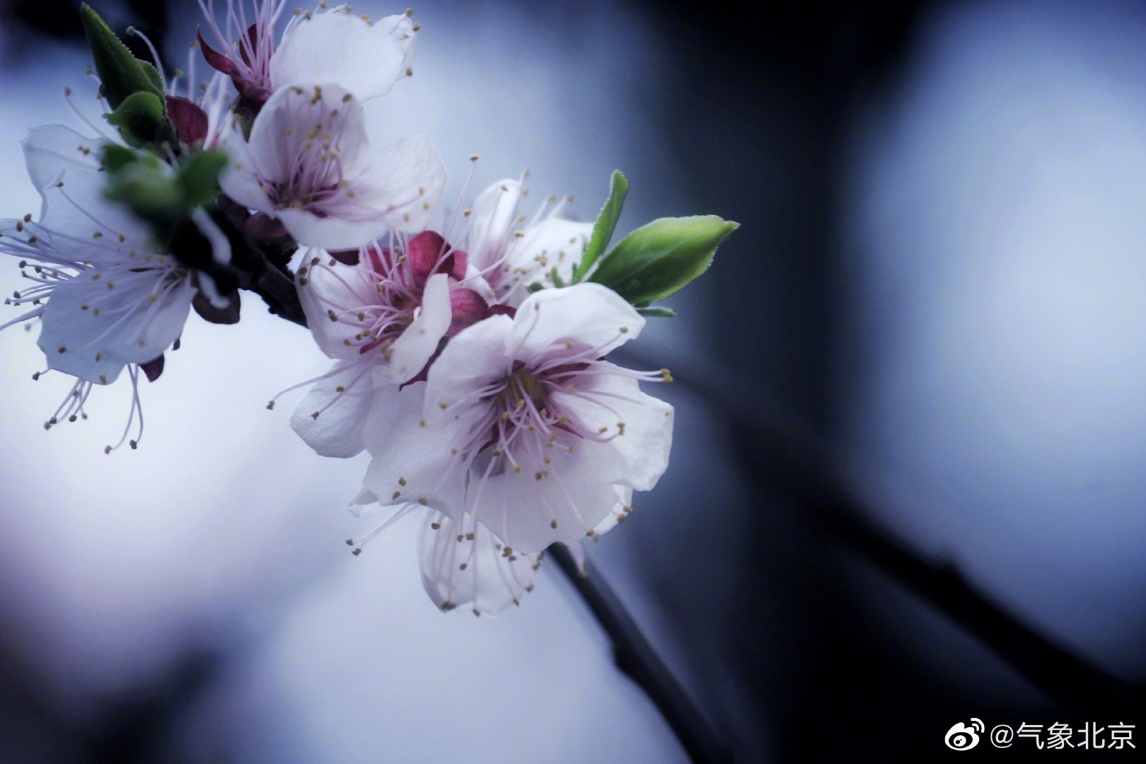 早安,春花绚烂,愿您天天都有好心情哦~ 梁伟/摄|春花_新浪新闻