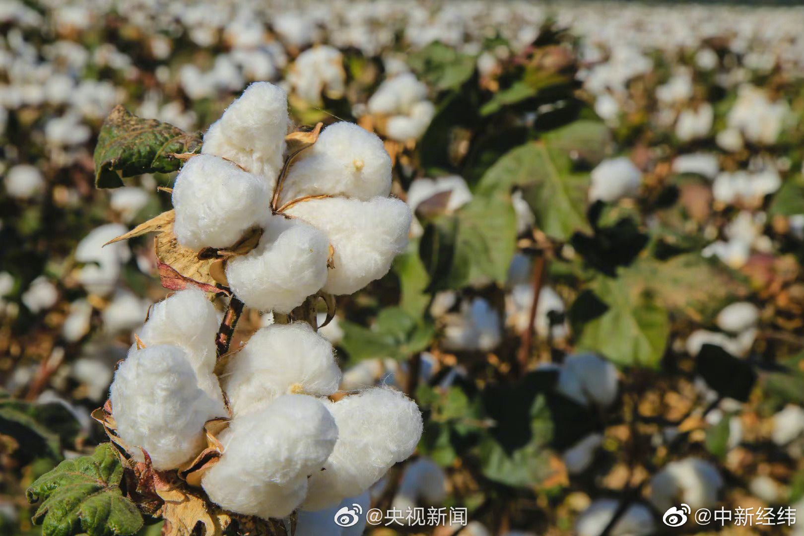 中国储备粮管理集团数据显示新疆棉花中国自己还不够用