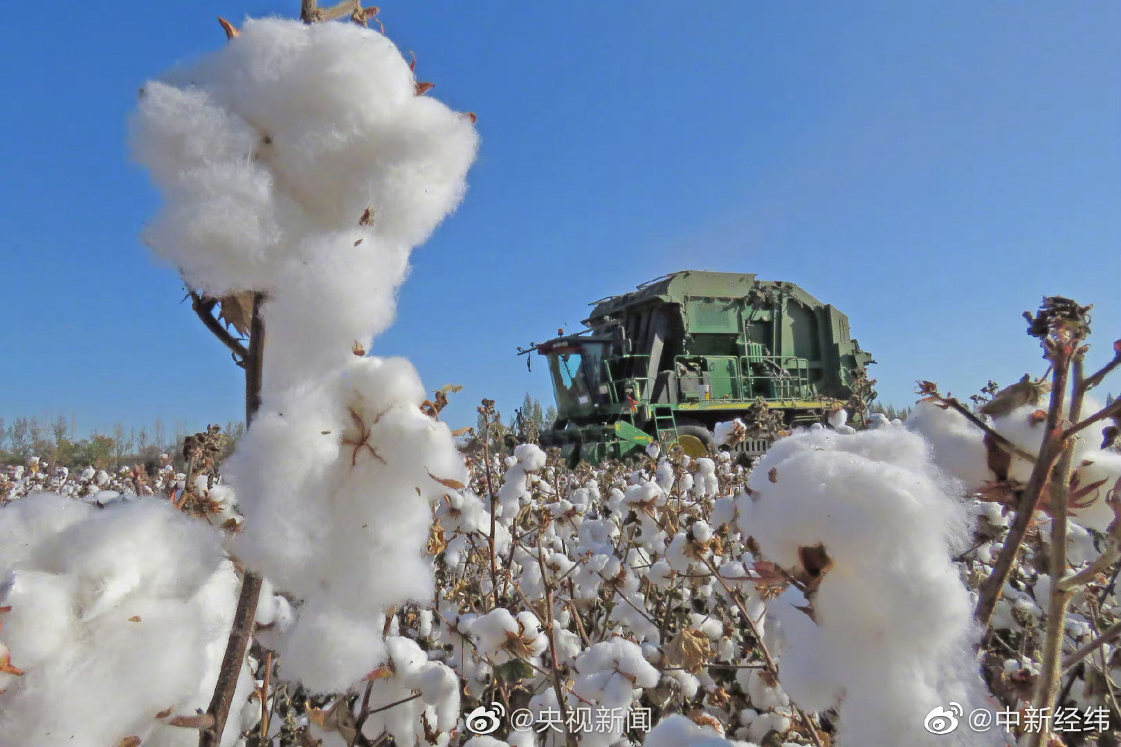 中国储备粮管理集团数据显示新疆棉花中国自己还不够用