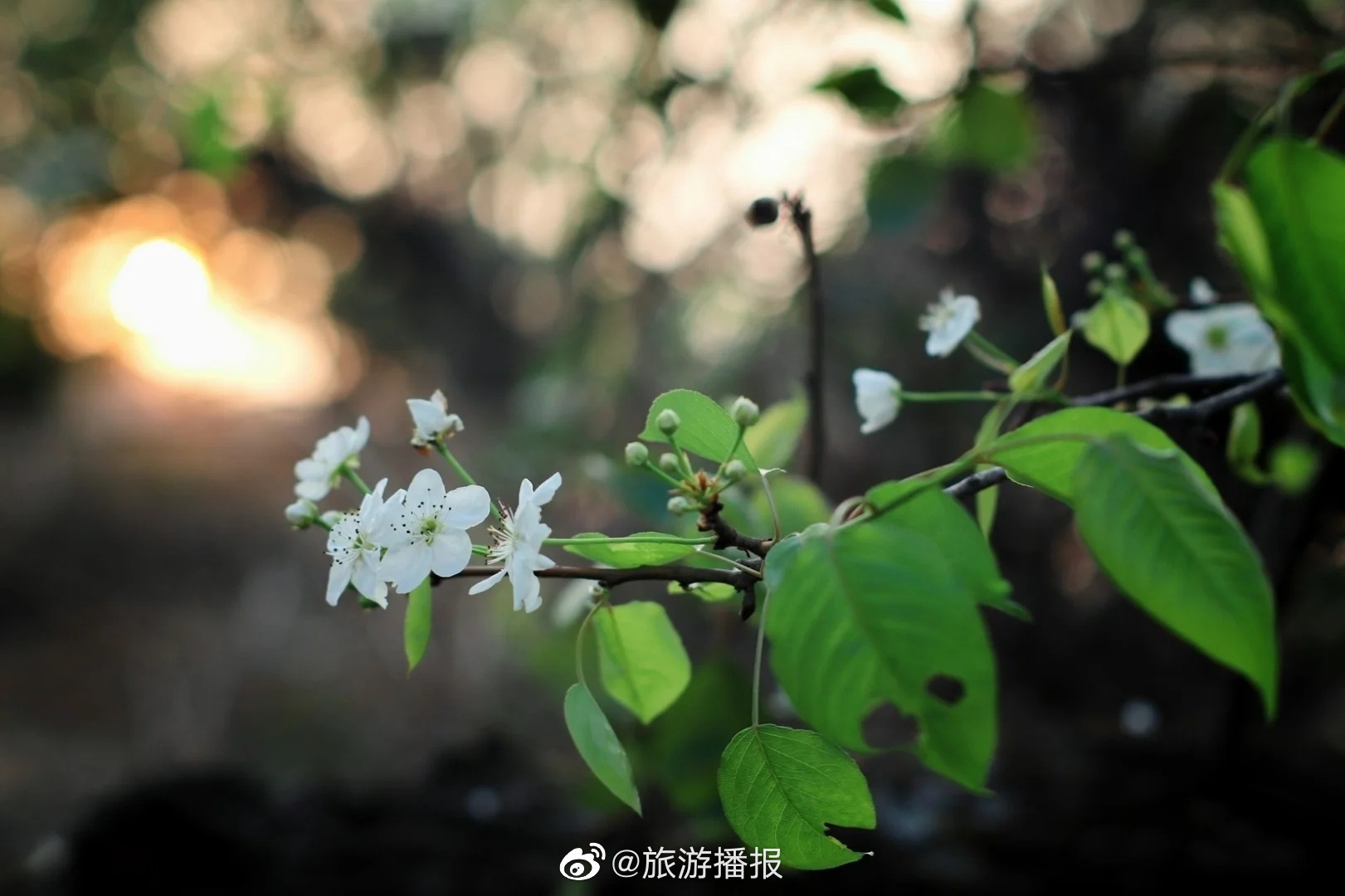 一夜春风来,万树梨花开__财经头条