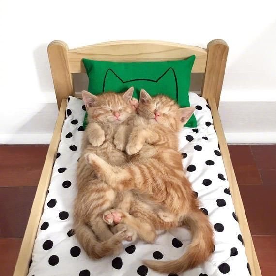 床猫与小伙伴图片