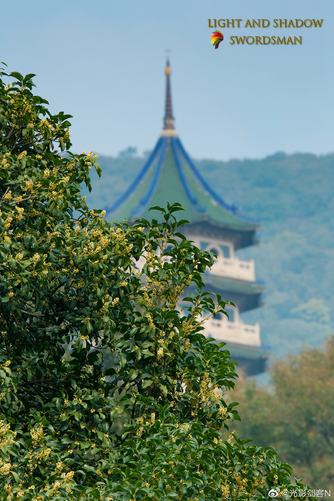 十月桂花香,灵谷寺桂花王__财经头条