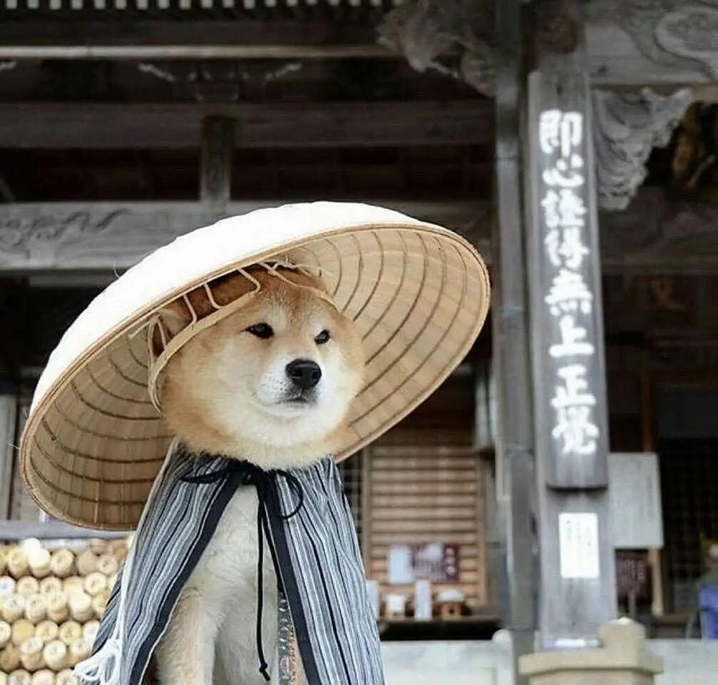 可爱又沙雕的狗狗头像