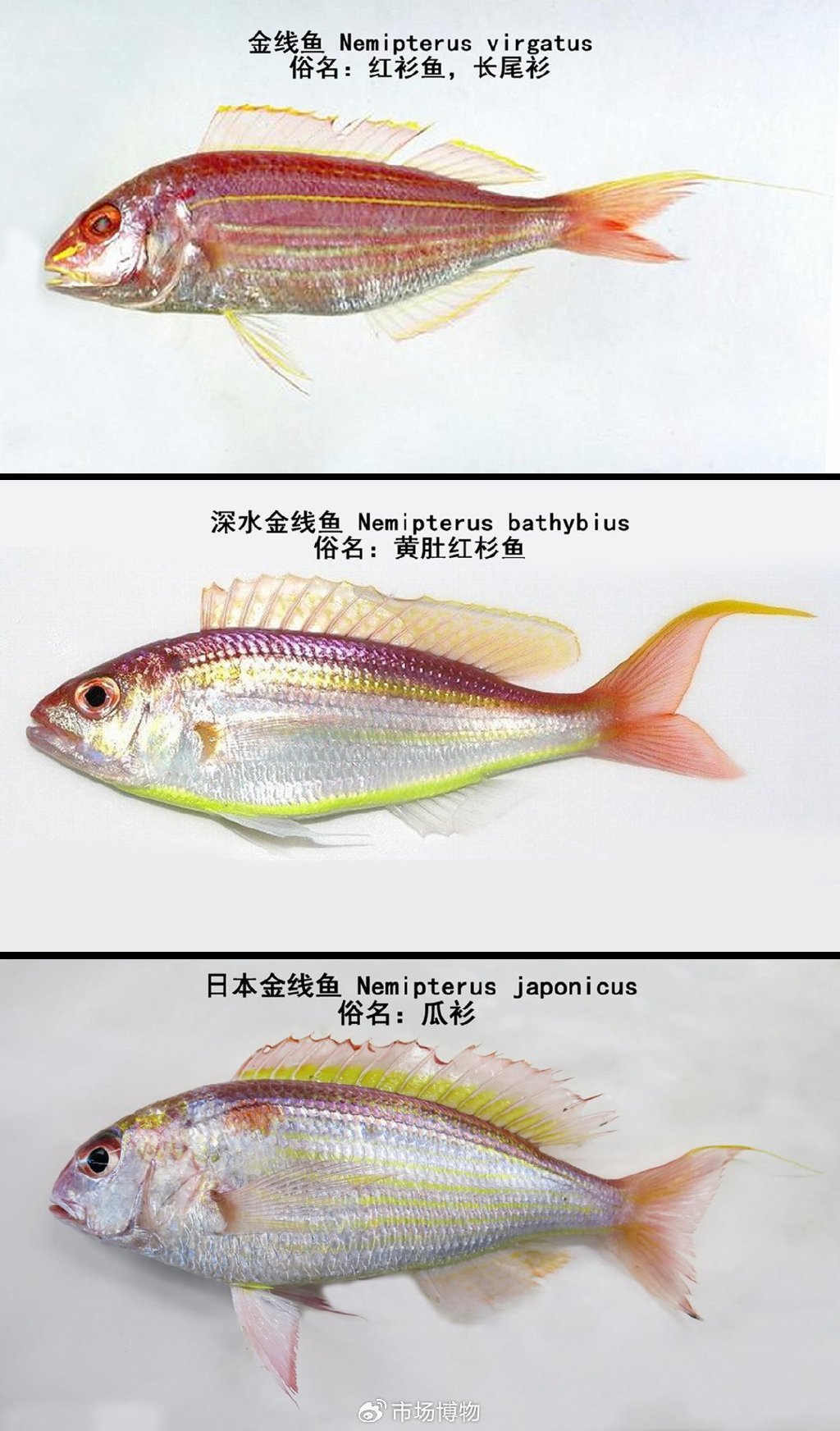 海鲜采烹鉴赏:金线鱼(红衫鱼、黄肚、瓜衫)
