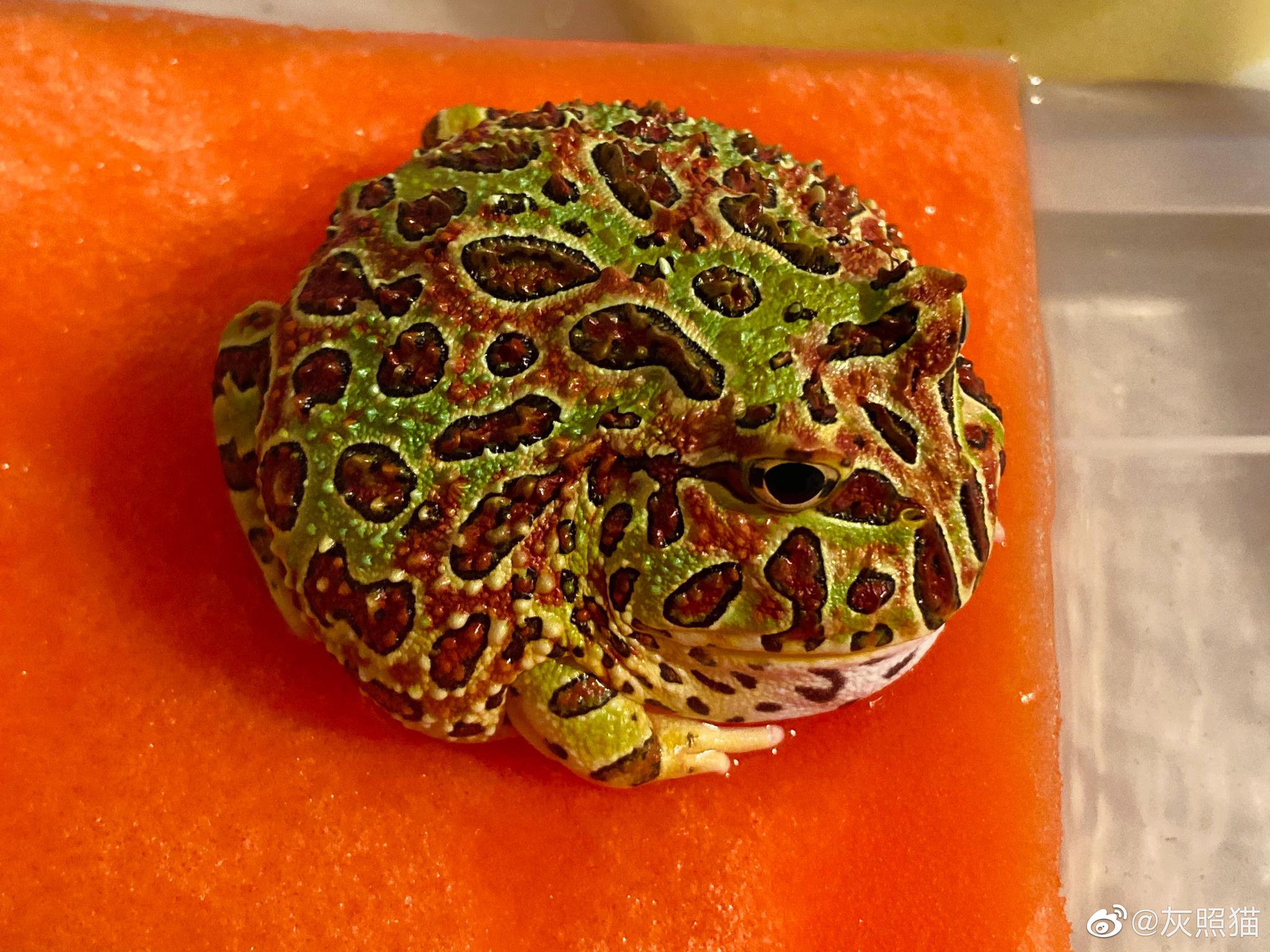 南美角蛙ceratophrys cranwelli