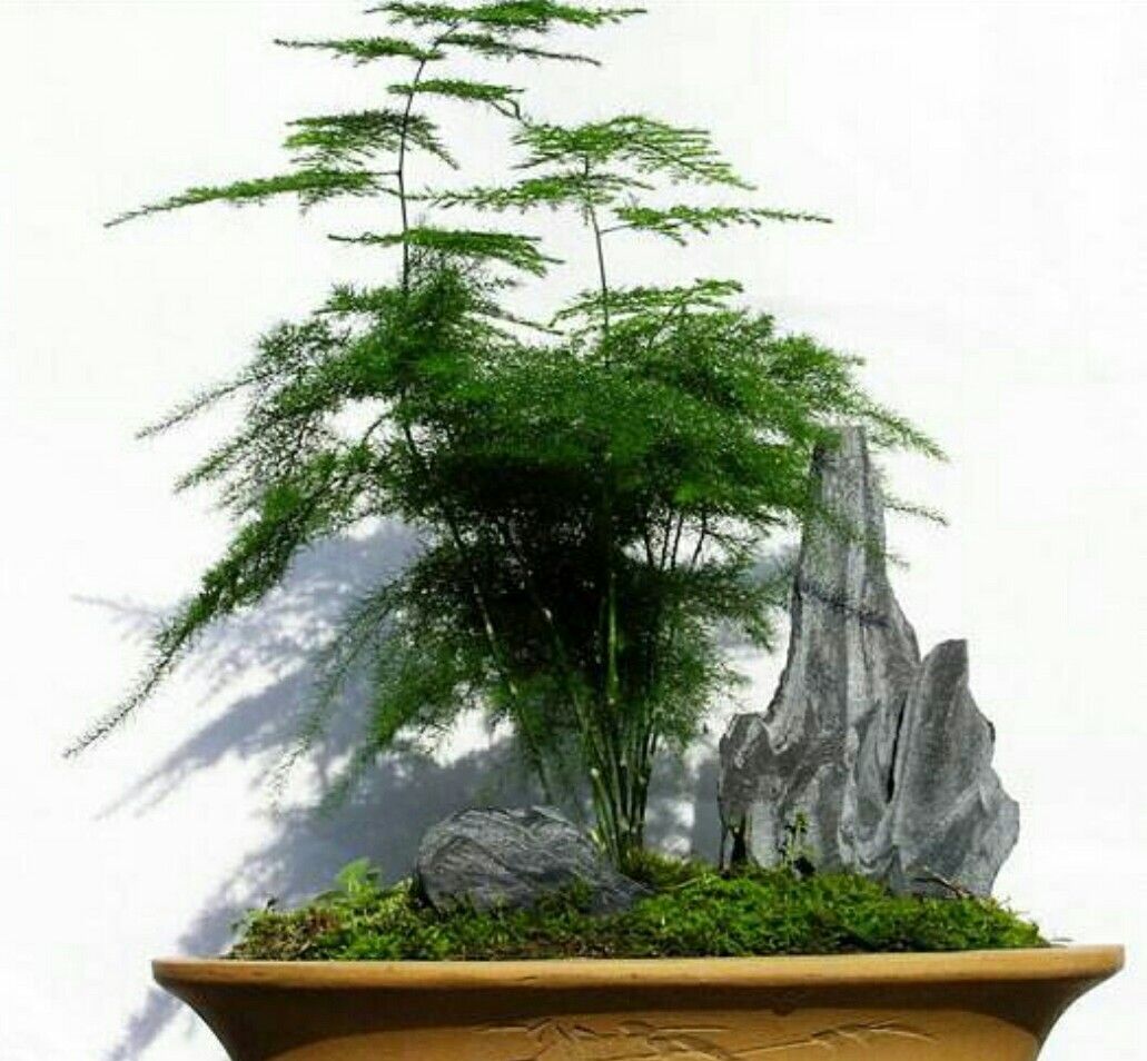 养盆栽文竹为它做好3个事项才能保持优美树形