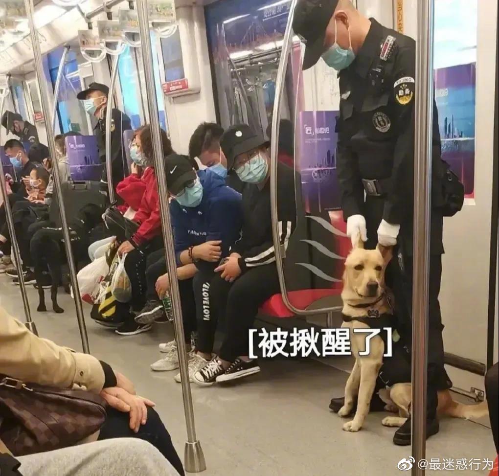 上海地铁网红警犬委屈巴巴的不想干活这还如何是好