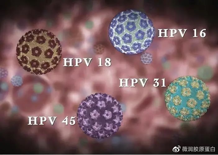 感染了hpv,靠人体免疫力大概多久能自行清除?