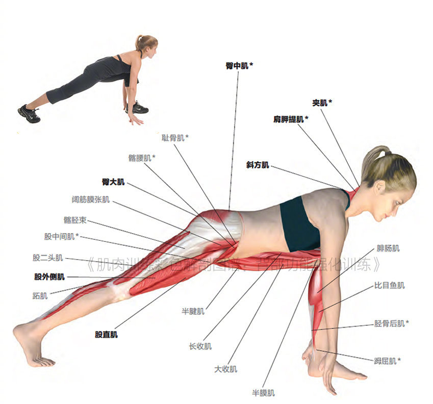 腿部拉伸肌肉图解
