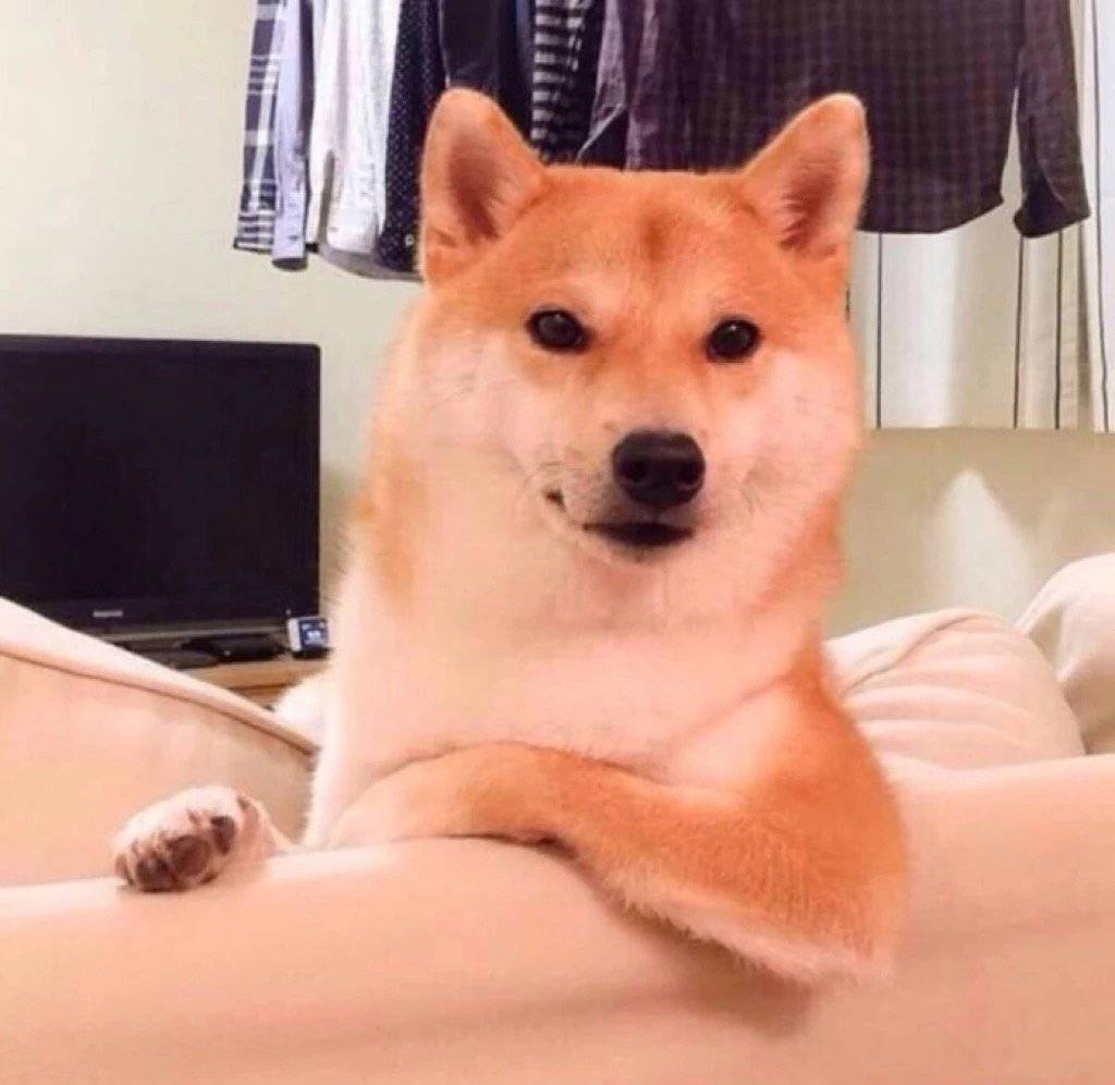 一组狗子表情包头像