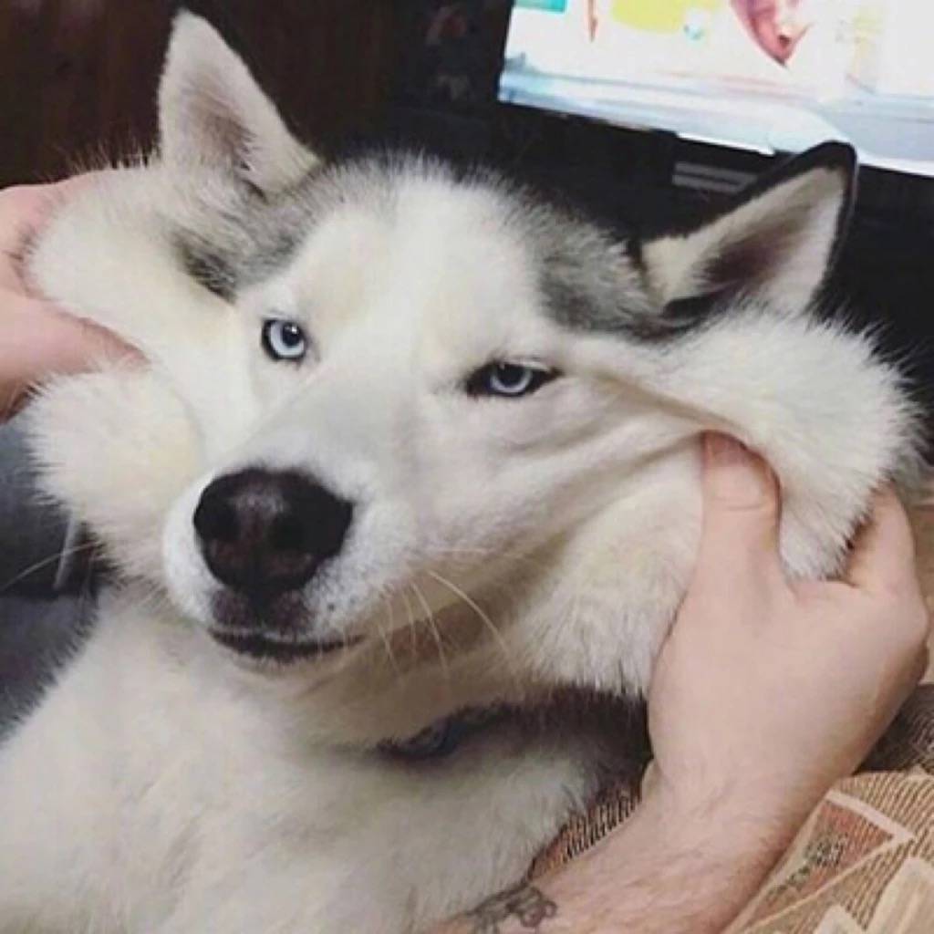 一组狗子表情包头像