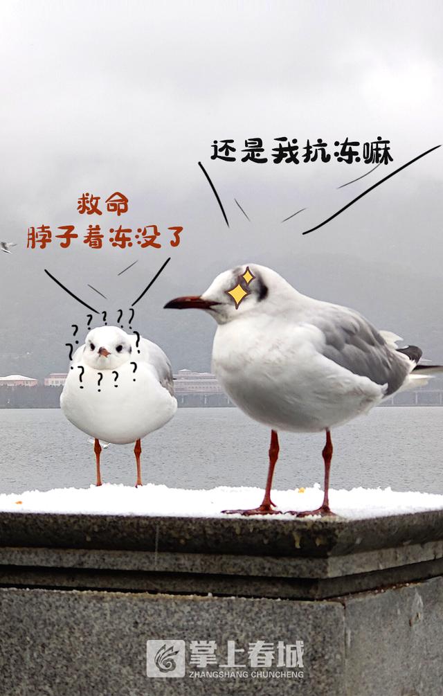 红嘴鸥被昆明大雪"吓出"萌萌表情包|昆明|春城|掌上_新浪新闻