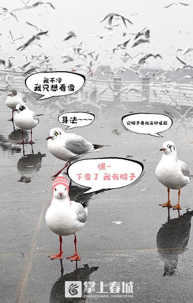 红嘴鸥被昆明大雪"吓出"萌萌表情包|昆明|春城|掌上_新浪新闻
