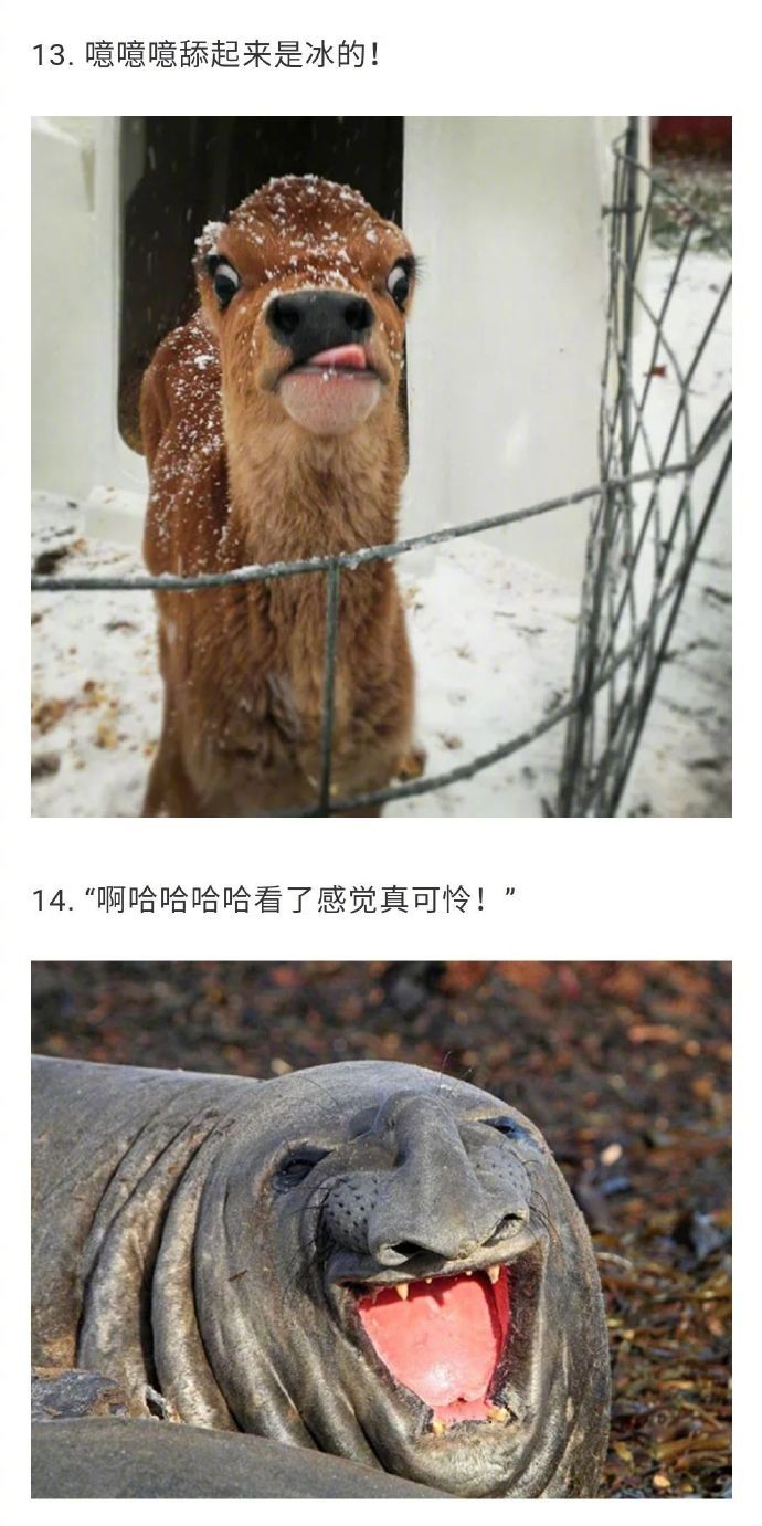 表情包有哈哈哈哈动物们扭曲的演艺也太好笑了吧
