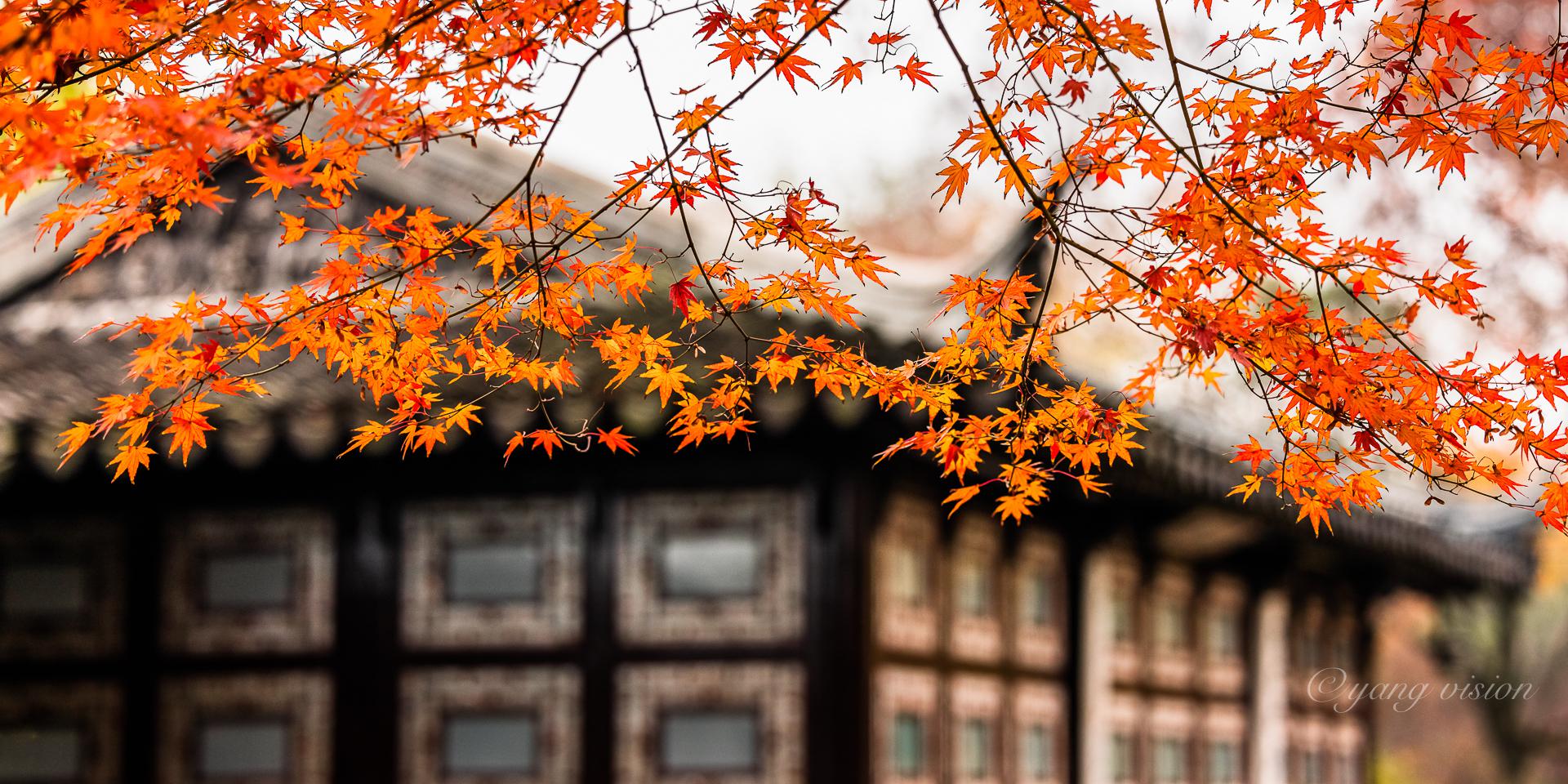 2020古建秋色,拙政园枫叶季93