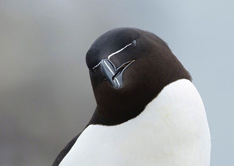 刀嘴海雀是海雀科的一种潜鸟,有细白纹从嘴延伸到眼睛……_高清图集