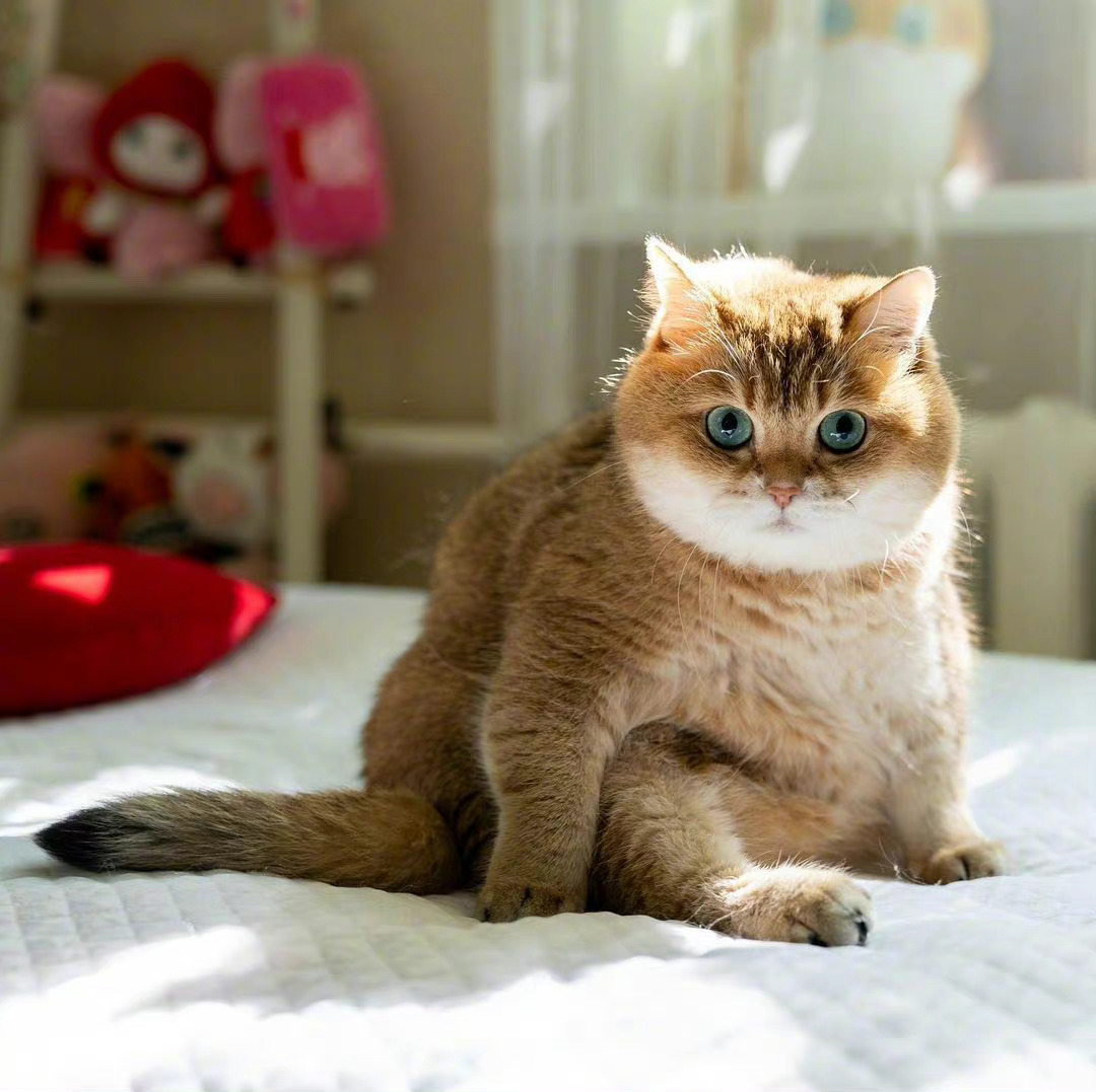 为什么胖猫事件反响如此之大?