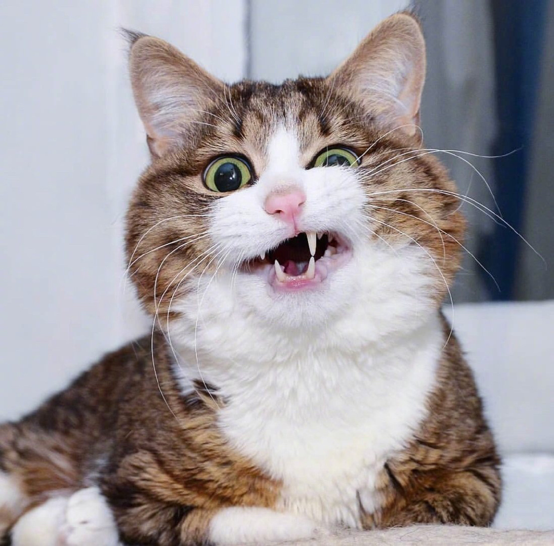 高冷的小猫咪可可爱爱的小猫咪大头照