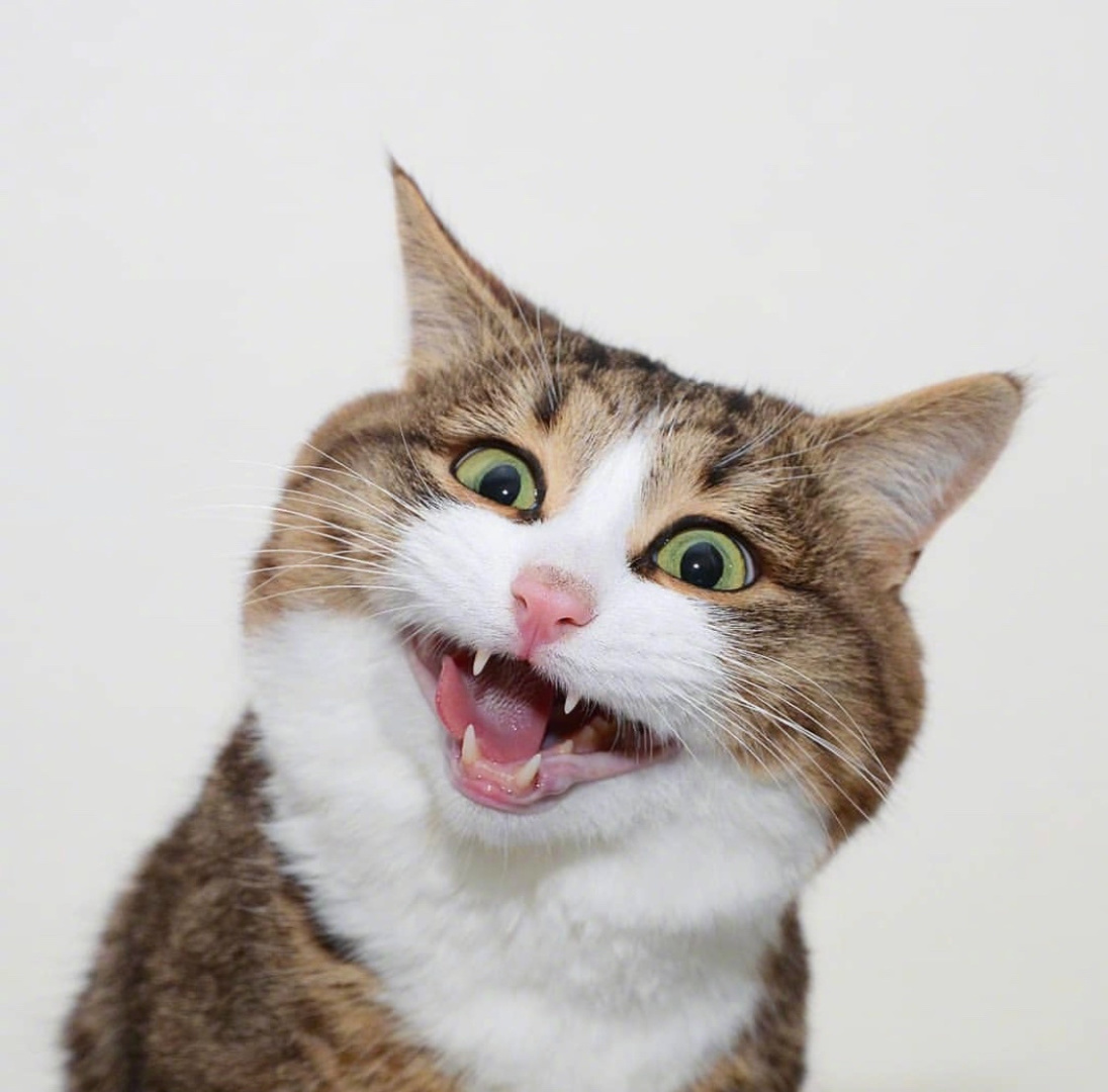 高冷的小猫咪可可爱爱的小猫咪大头照